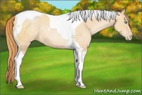 Horse Color:Buckskin Pearl Tobiano