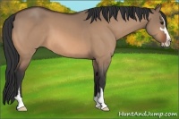 Horse Color:Bay Dun Sabino 