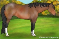 Horse Color:Bay 