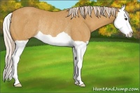 Horse Color:Palomino Splash Rabicano 