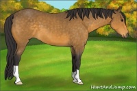Horse Color:Buckskin 