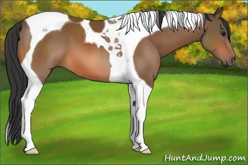 Horse Color:Bay Tobiano 