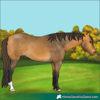 Horse Color:Buckskin 