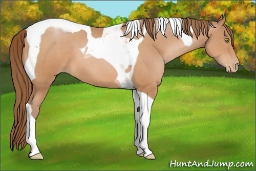 Horse Color:Bay Pearl Tobiano
