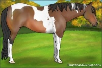 Horse Color:Bay Tobiano 