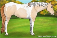 Horse Color:Buckskin Pearl Tobiano 