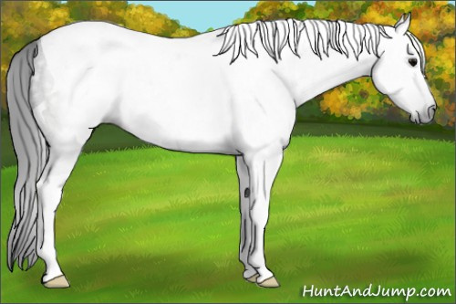 Horse Color:Gray Blue Roan Tobiano 