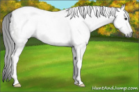 Horse Color:Gray Blue Roan Tobiano