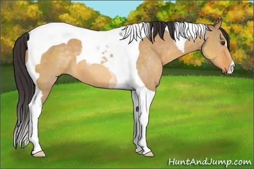 Horse Color:Buckskin Dun Tobiano
