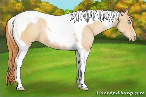 Horse Color:Buckskin Pearl Tobiano