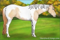 Horse Color:Buckskin Pearl Tobiano 