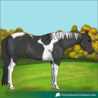 Horse Color:Black Tobiano 