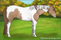 Horse Color:Black Pearl Tobiano 