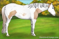 Horse Color:Bay Pearl Sabino Splash Tobiano 
