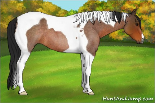 Horse Color:Gray Buckskin Roan Tobiano 