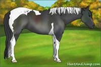 Horse Color:Black Tobiano 