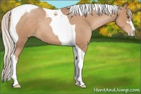 Horse Color:Silver Black Pearl Sabino Tobiano 