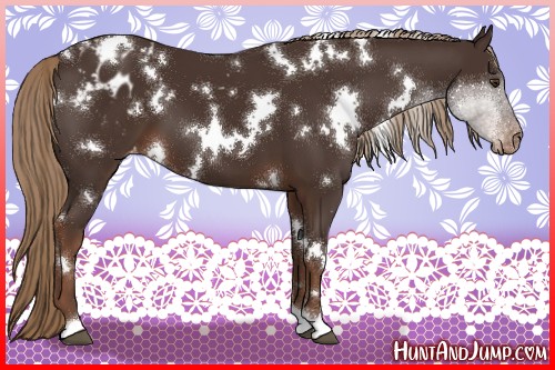 Horse Color:White Spotted Liver Chestnut Appaloosa 