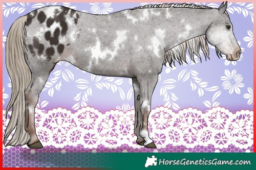 Horse Color:White Spotted Liver Chestnut Appaloosa 