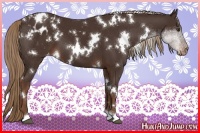 Horse Color:White Spotted Liver Chestnut Appaloosa 