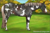Horse Color:White Spotted Liver Chestnut 