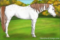 Horse Color:Red Dun Onyx Sabino Frame Appaloosa 