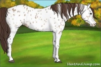 Horse Color:White Spotted Bay Roan Dun Appaloosa 