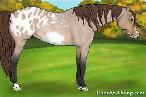 Horse Color:Bay Roan Dun Frame Appaloosa 