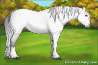 Horse Color:Gray Black Sabino Splash