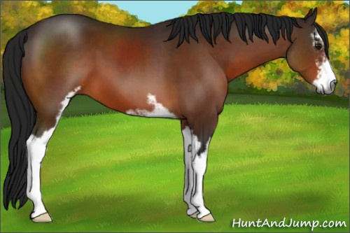 Horse Color:Gray Bay Sabino 