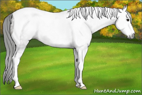 Horse Color:Gray Grullo Sabino Tobiano