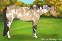 Horse Color:White Spotted Buckskin Dun Rabicano