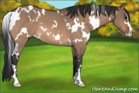 Horse Color:White Spotted Bay Dun Sabino 