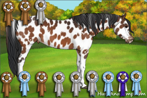 Horse Color:White Spotted Bay Tobiano Leopard 