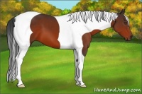 Horse Color:Bay Tobiano 