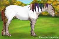 Horse Color:Painted White Spotted Classic Champagne Ice Appaloosa