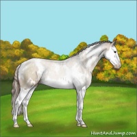 Horse Color:White Spotted Black Pearl Sabino Splash 
