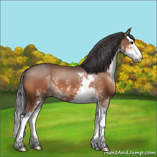 Horse Color:Brown Sabino Splash 