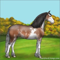 Horse Color:Brown Sabino Splash 