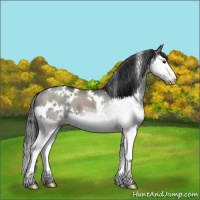 Horse Color:White Spotted Grullo Sabino Splash Rabicano 