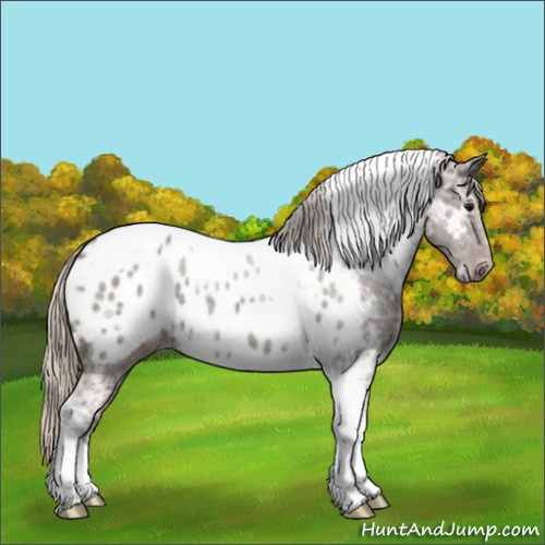Horse Color:Silver Black Ice Tobiano Appaloosa