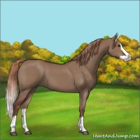 Horse Color:Liver Red Dun Splash 