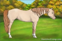 Horse Color:Gold Champagne Dun 