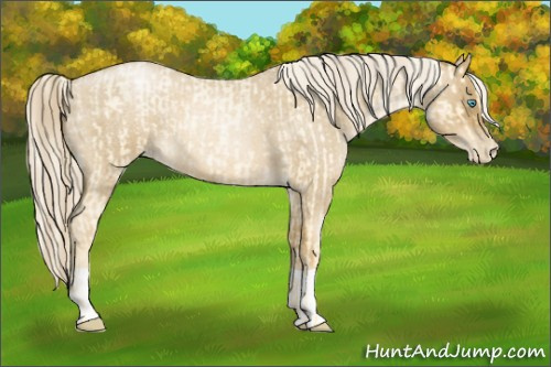 Horse Color:Palomino Roan Pearl  and Gray Palomino Roan Pearl 