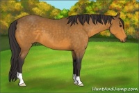 Horse Color:Buckskin 