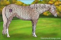 Horse Color:Silver Amber Champagne Ice Onyx Varnish 