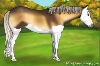 Horse Color:Gray Silver Bay Onyx Splash