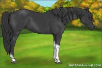 Horse Color:Black Tobiano