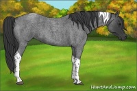Horse Color:Blue Roan Tobiano 