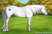 Horse Color:White Spotted Black